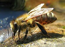 Рабочая пчела