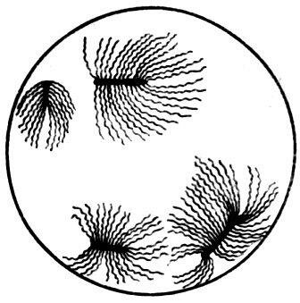 Бацилла ларве и ее жгутики, с помощью которых она передвигается