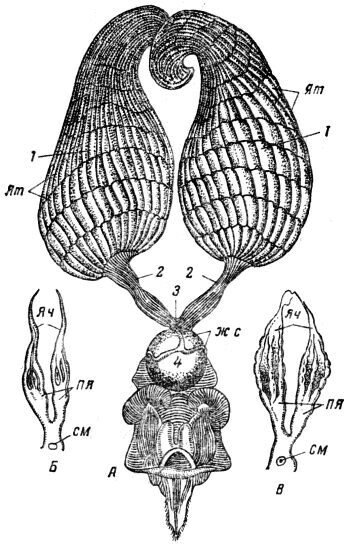 Половые органы матки (А), рабочей пчелы (Б) и пчелы-трутовки (В)
