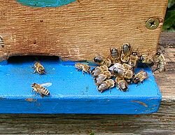 Трутни, которых пчелы выгнали перед зимовкой