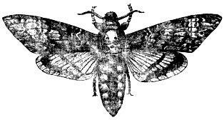 Бабочка «мертвая голова»