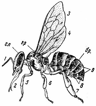 Окраска тела пчелы. Пчела строение тела. Строение пчелы. Строение пчелы для детей дошкольного возраста. Брюшко пчелы строение.